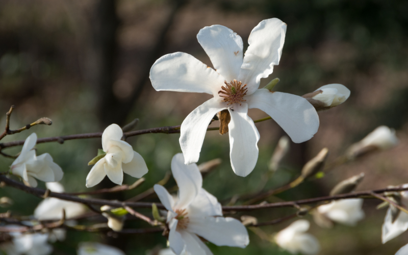 Kobus Magnolia Flower -  Flowers Names Starting with K