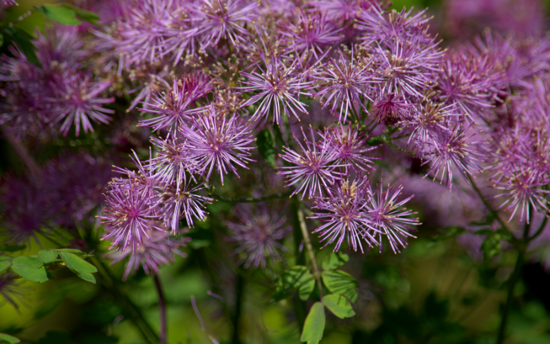 Kyushu Meadow Rue Flower -  Flowers Names Starting with K