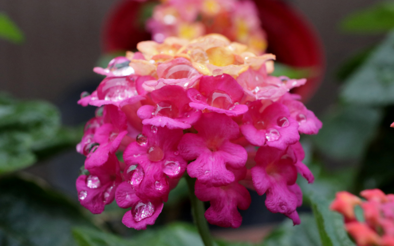 Lantana Flower - Pink Flowers Name