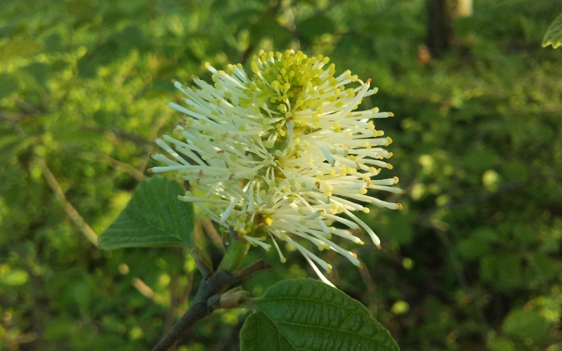 Large Fothergilla Flower - Flowers Names Starting with L
