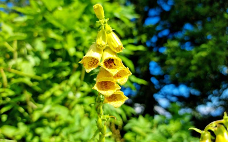 Large Yellow Foxglove Flower - Flowers Names Starting with L
