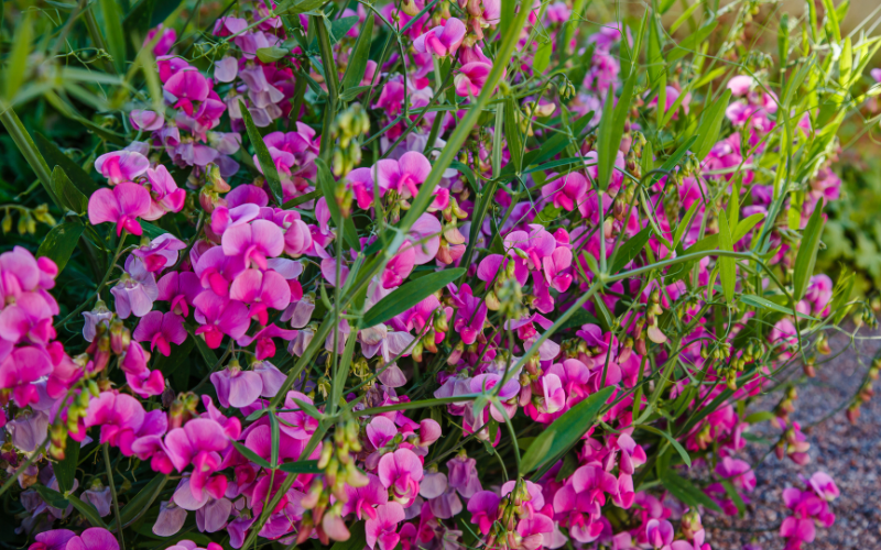Lathyrus flower - Pink Flowers Name