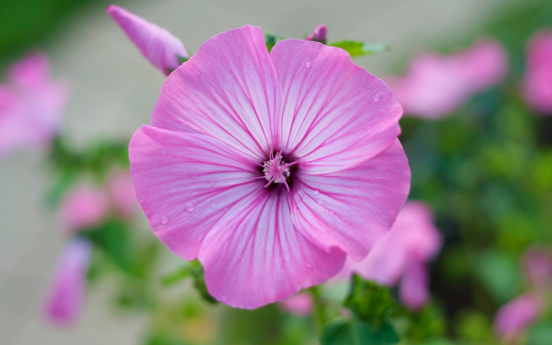 Lavatera Flower - Flowers Name Starting with L