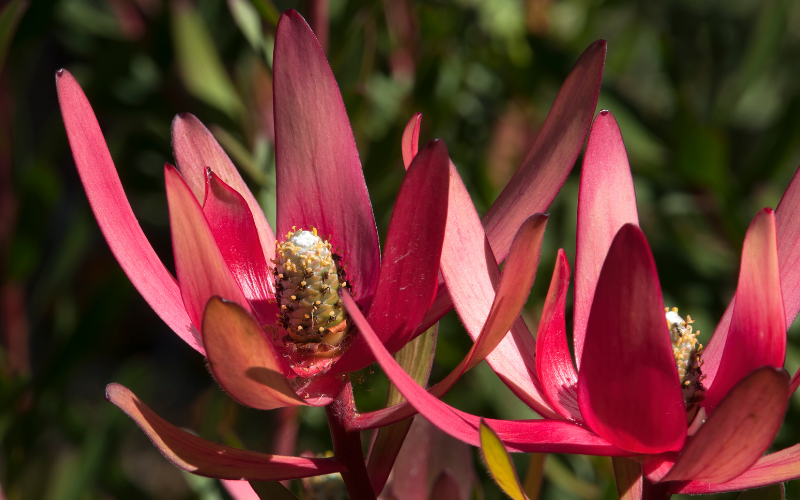 Leucadendron Flower - Flowers Names Starting with L 
