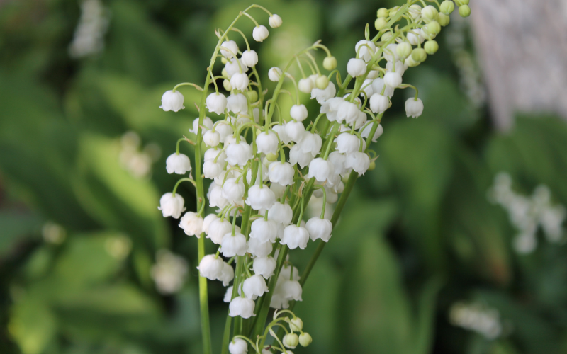 Lily of the Valley Flower - White Flowers Name