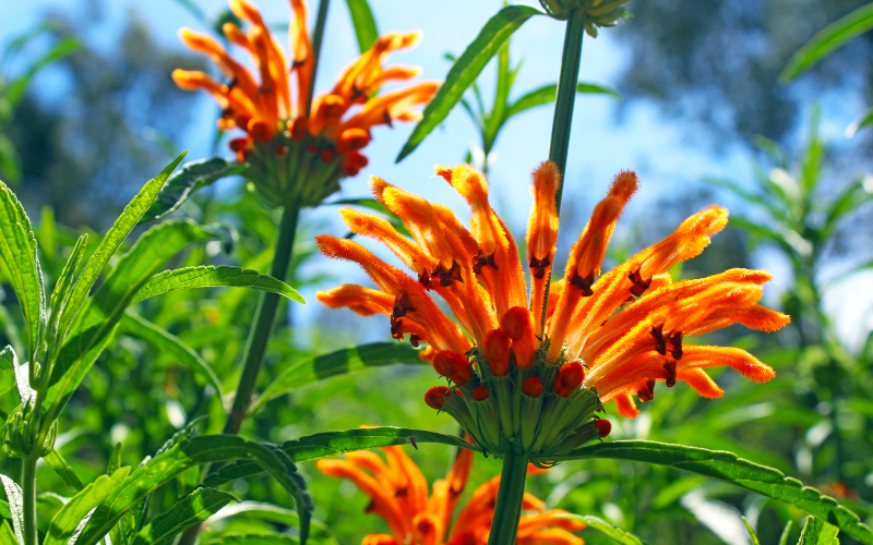 Lion's Tail Flower - Orange Flowers Name