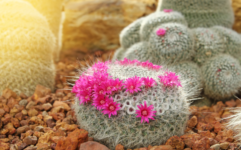 Living Rock Cactus Flower - Flowers Names Starting with L