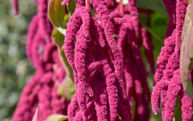 Amaranthus Flower -  Flowers Name Starting with A