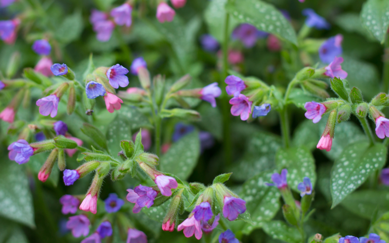 Lungwort Flower - Flowers Names Starting with L
