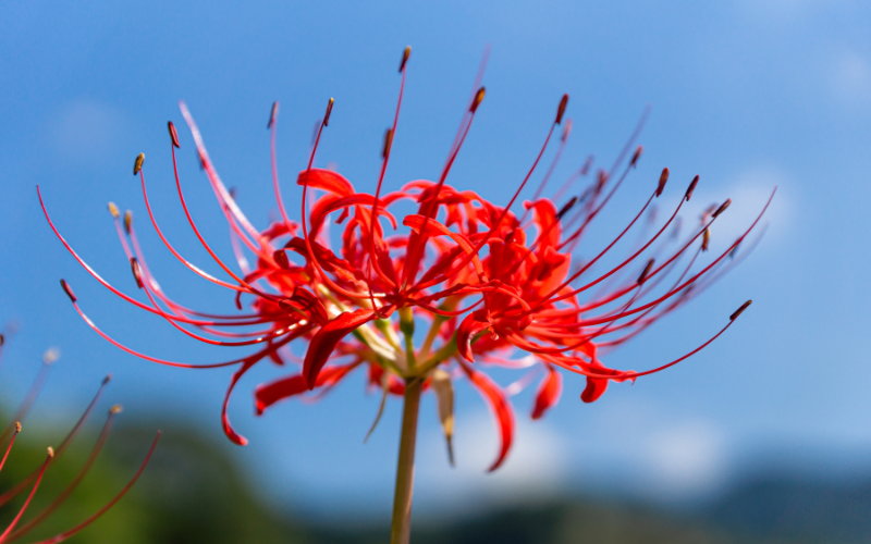 Lycoris Flower - Flowers Names Starting with L
