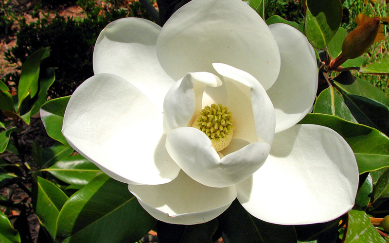 Magnolia Flower - White Flowers Name