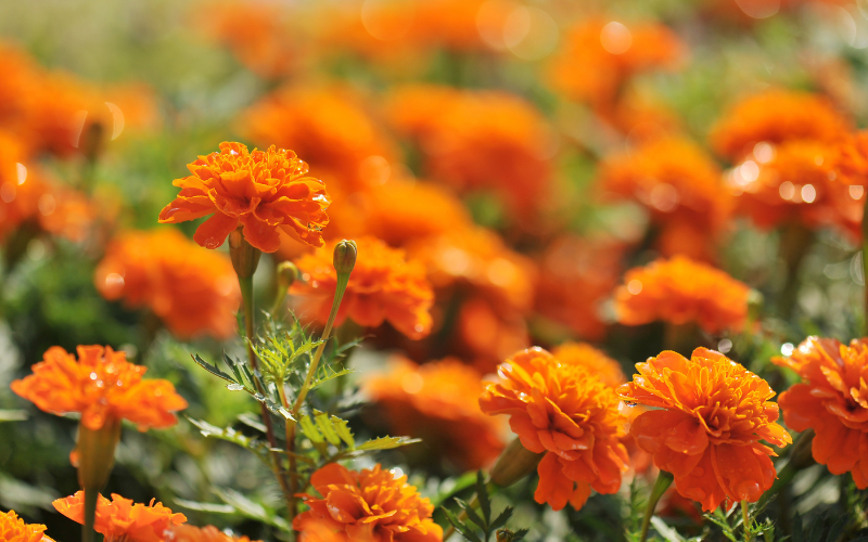 Marigold Tagetes Flower - Orange Flowers Name