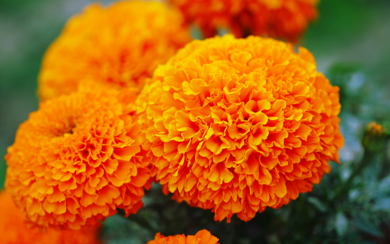 Marigold Flower -  Flowers Name Starting with M