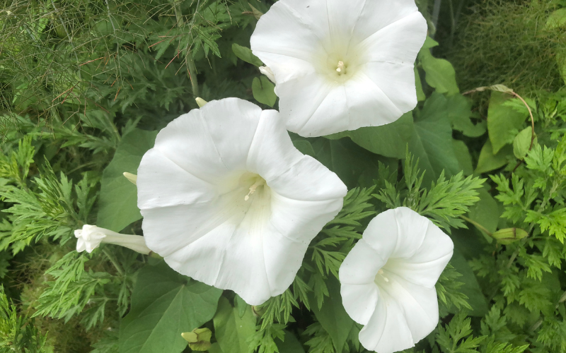 Moonflower Flower - 10 White Flowers Name