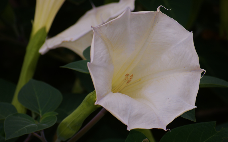 Moonflower flower- Flowers Name Starting with M