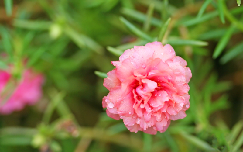 Moss-Rose Flower - Pink Flowers Name