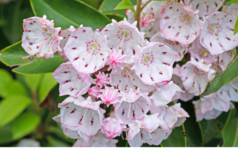 Mountain Laurel flower- Flowers Name Starting with M