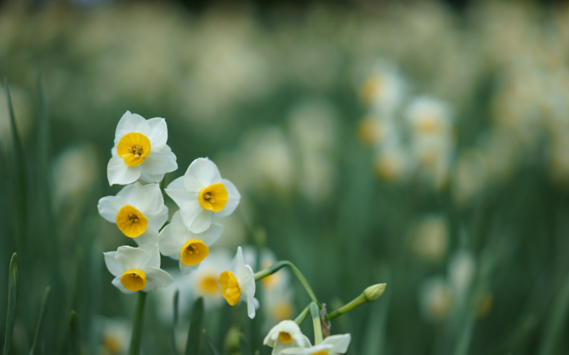 Narcissus Flower - Flowers Name in Urdu