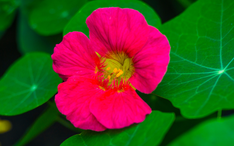 Nasturtium Flower - Pink Flowers Name