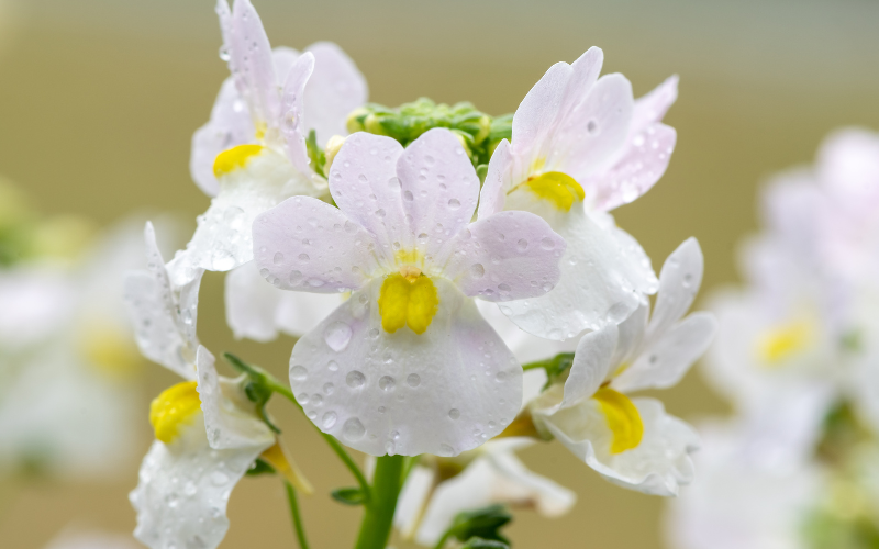 Nemesia Flower - White Flowers Name