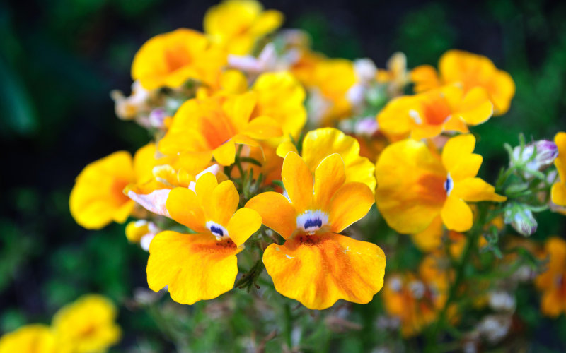 Nemesia Flowers - Flowers Name Starting with N