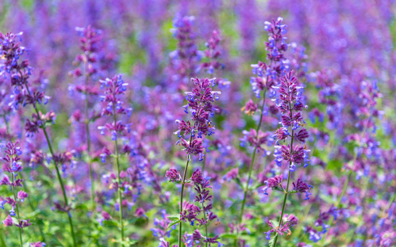 Nepeta Flowers - Flowers Name Starting with N