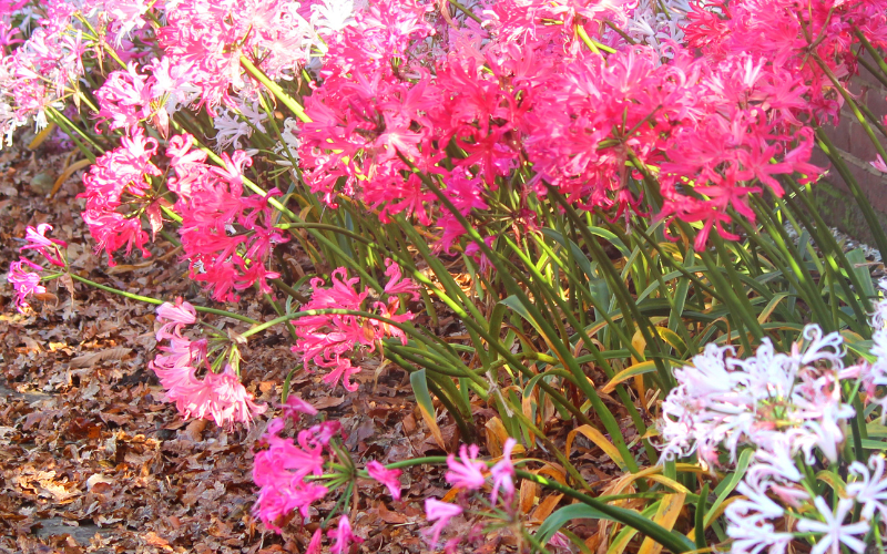 Nerine Flowers - Flowers Name Starting with N