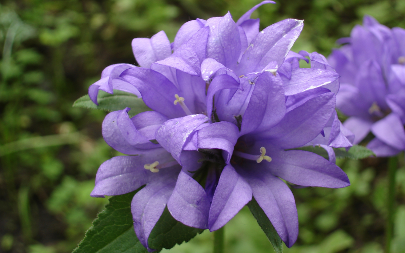 Nettle-leaved Bellflower - Flowers Name Starting with N