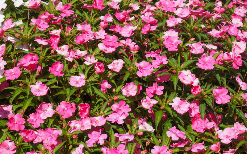 New Guinea Impatiens - Flowers Name Starting with N