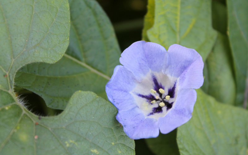 Nicandra Flower - Flowers Name Starting with N
