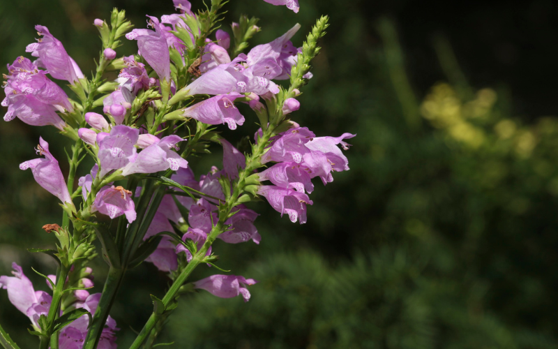 Obedient Plant Flower - 10 Flowers Names Starting with O