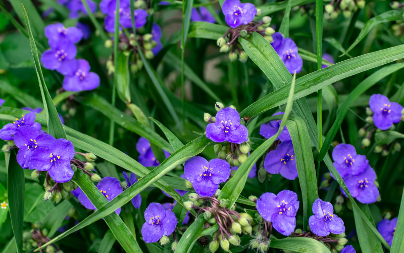 Ohio Spiderwort Flower - 10 Flowers Names Starting with O
