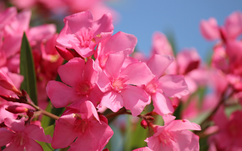 Oleander Plant Flower - 10 Flowers Names Starting with O