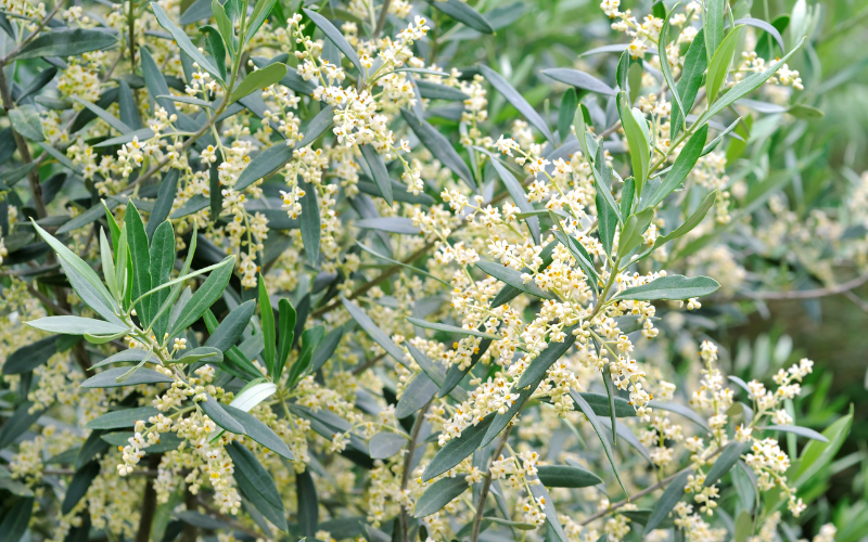 Olives Flower - Flowers Name in Latin