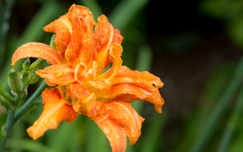 Orange Daylily Flower - 10 Flowers Names Starting with O 