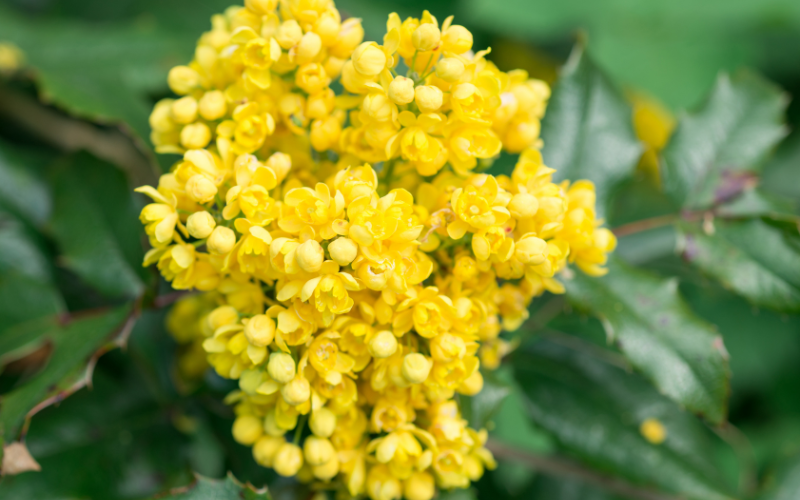 Oregon Grape Flower - 10 Flowers Names Starting with O