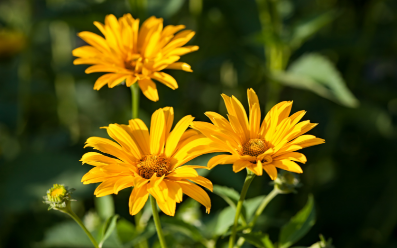 Ox-Eye Sunflower Flower - Flowers Names Starting with O