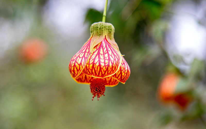 Painted Abutilon Flower- Orange Flowers Name