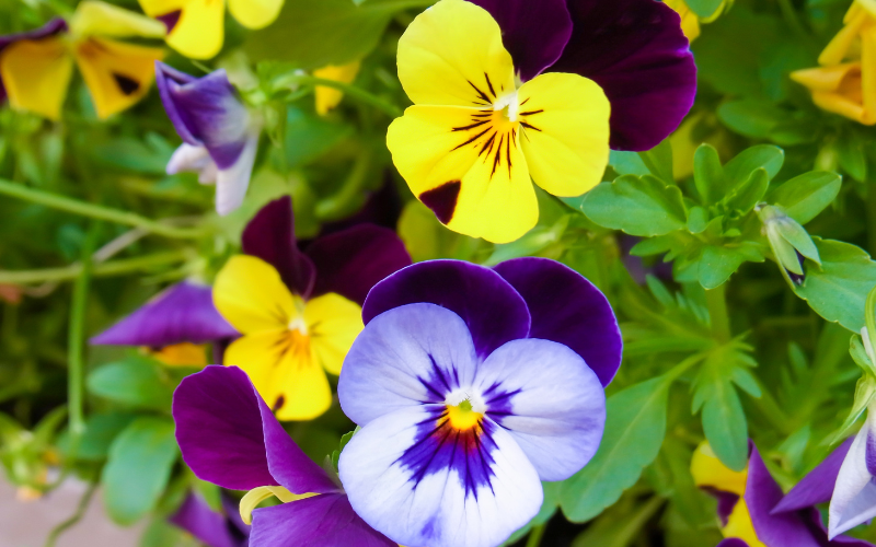 Pansies Flower - Flowers Names Starting with P