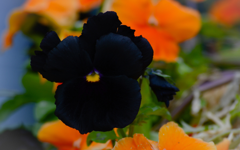 Pansy Black Beauty Flower - Black Flowers Name