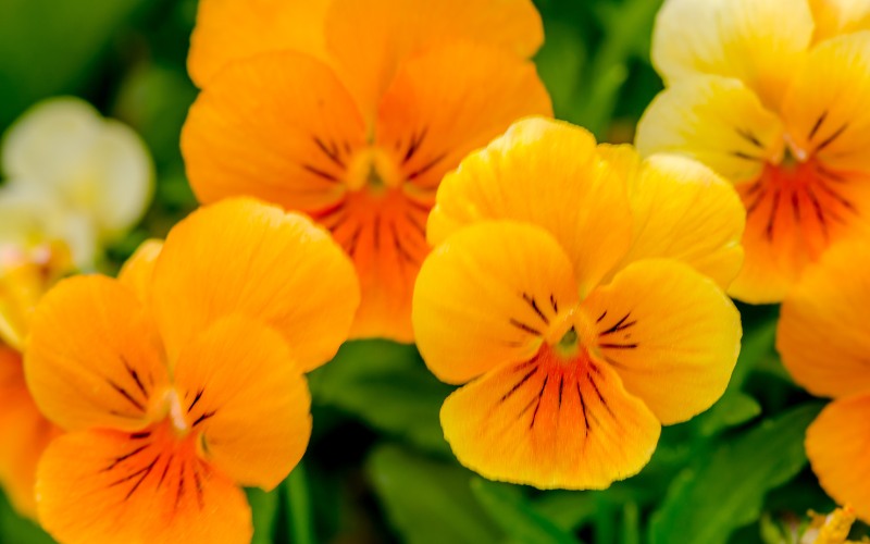 Pansy Flower - Orange Flowers Name