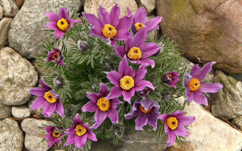 Pasqueflower Flower - Flowers Names Starting with P