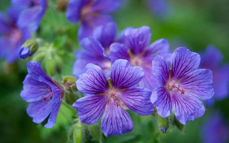 Perennial Geraniums flower - Blue Flowers Name