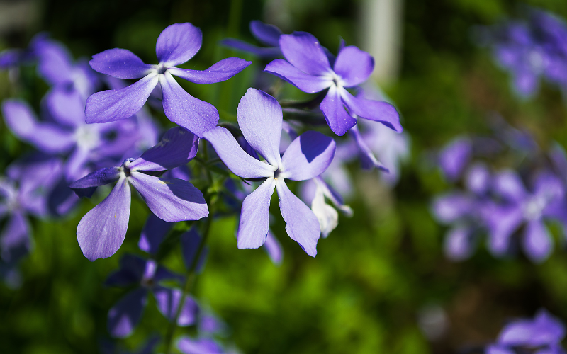 Periwinkle Corydalis flexuosa flower - Blue Flowers Name