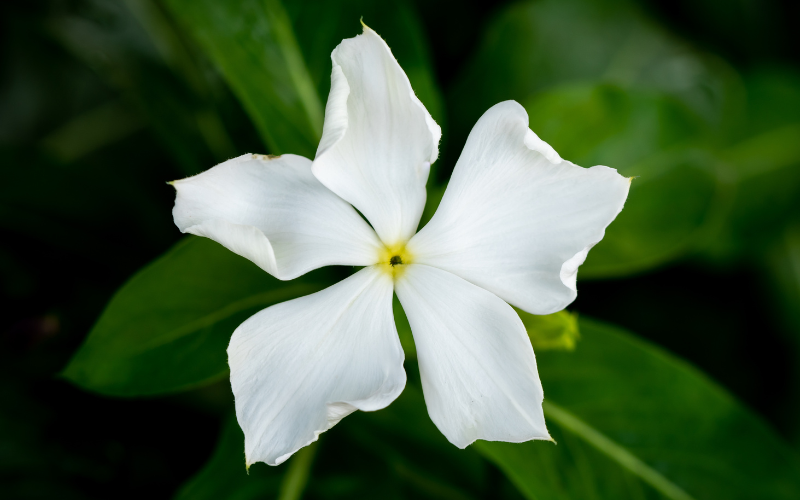 Periwinkle Flower - White Flowers Name