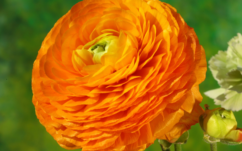 Persian Buttercup Flower - Orange Flowers Name