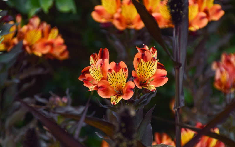 Peruvian Lily  Flower - Orange Flowers Name