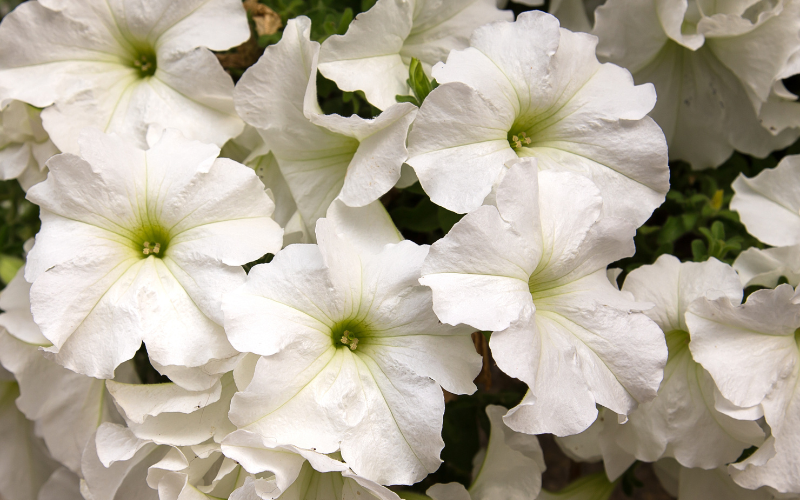 Petunia Flower - White Flowers Name