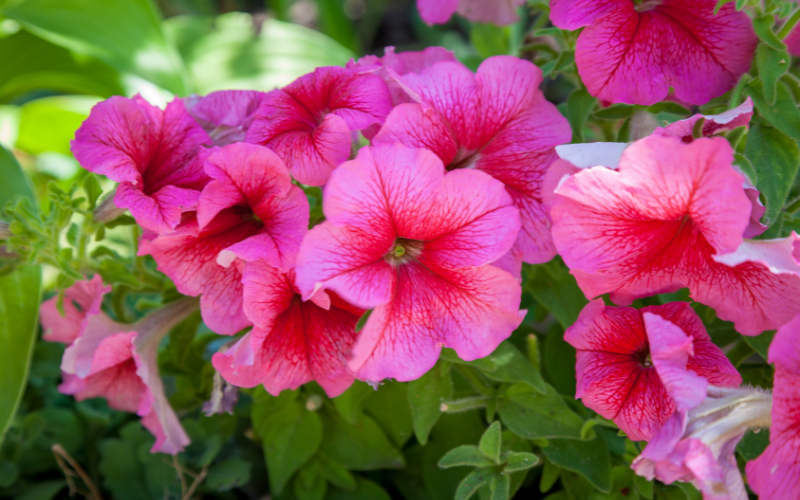 Petunia Flower - Pink Flowers Name