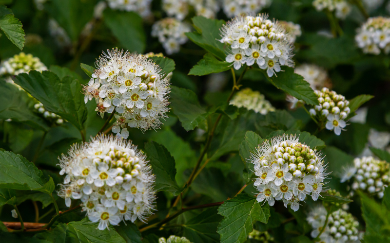 Physocarpus Flower - Flowers Name Starting with P